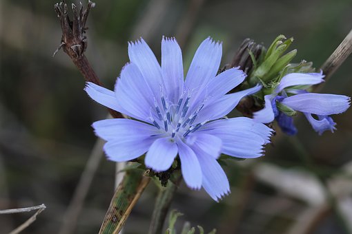 fleurs de bach albi 81